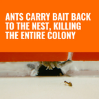TERRO T300 Liquid Ant Killer Bait Stations – Indoor Ant Control (1–3 Pack)