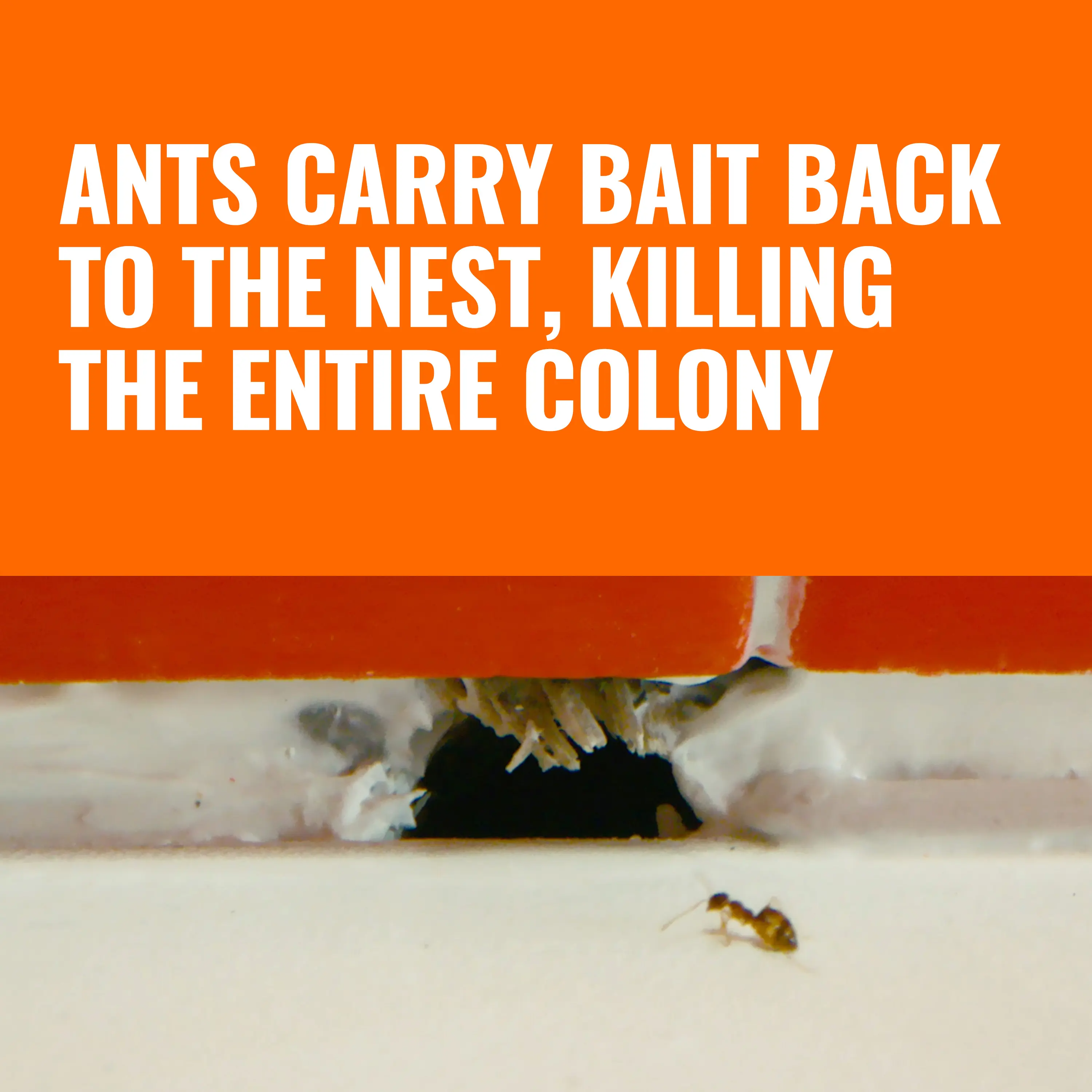 TERRO T300 Liquid Ant Killer Bait Stations – Indoor Ant Control (1–3 Pack)